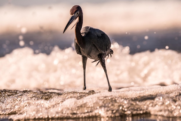 Uccelli appoggiati sulla riva del mare