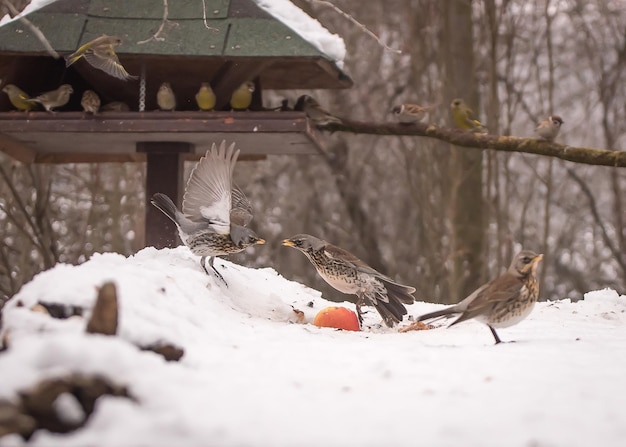 Uccelli appollaiati sugli alberi durante l'inverno