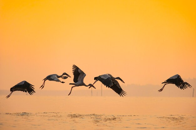 Uccelli asiatici della cicogna del openbill che volano sul lago al tramonto