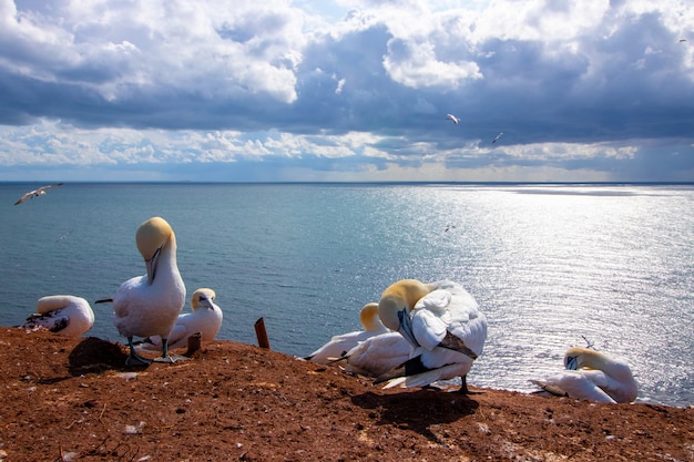 Uccelli bianchi con teste gialle a terra e il mare nella scena