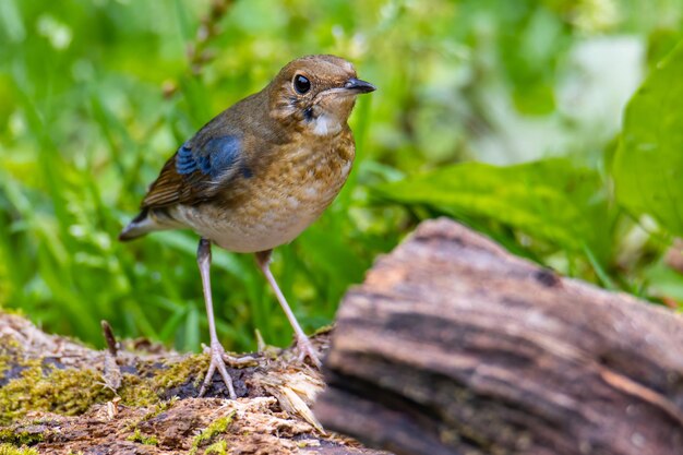 Uccelli blu siberiani trovati a Sabah Borneo