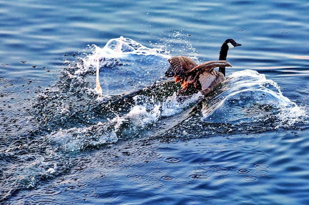 Uccelli che nuotano nel lago