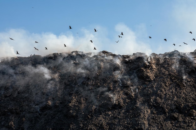 Uccelli che sorvolano la discarica