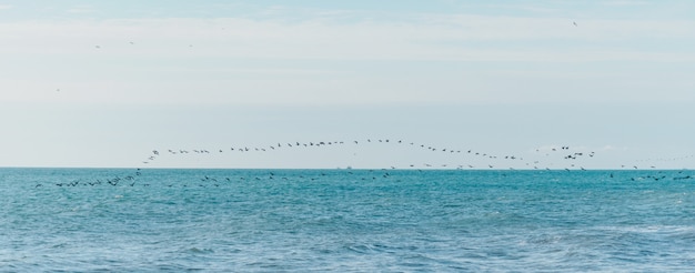 Uccelli che sorvolano la superficie del mare