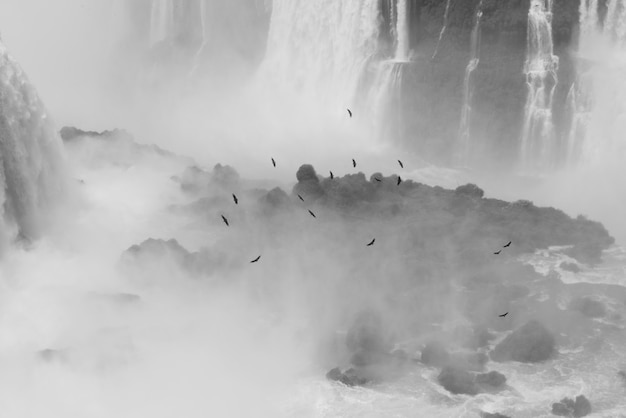 Uccelli che sorvolano le cascate brasiliane di Iguazu