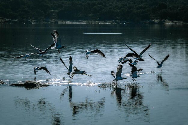 Uccelli che volano sopra il lago