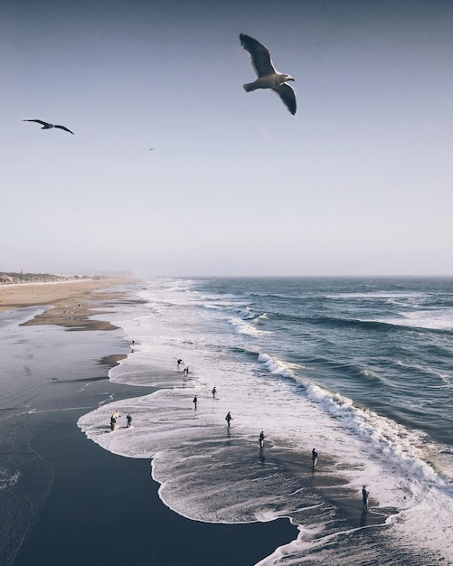 Uccelli che volano sopra il mare sulla spiaggia