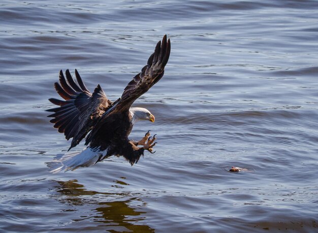 Uccelli che volano sul lago