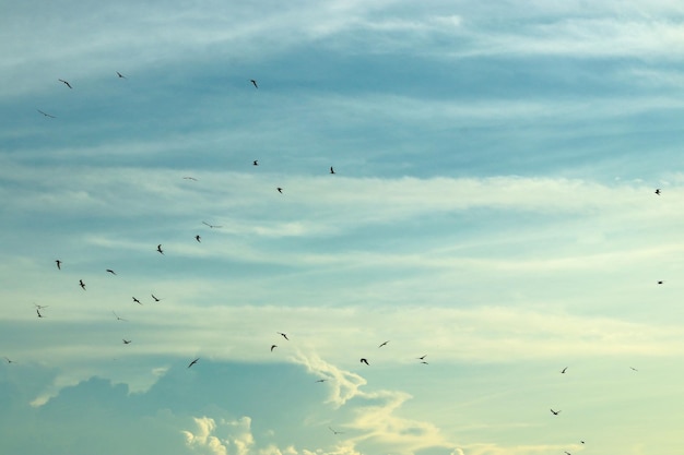 Uccelli che volano sullo sfondo del cielo