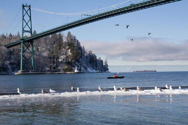 Uccelli che volano vicino al Lions Gate Bridge a Vancouver