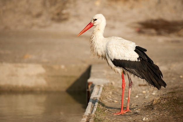 Uccelli - Cicogna bianca (Ciconia ciconia).