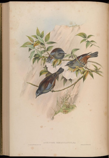Uccelli colorati dipinti a mano