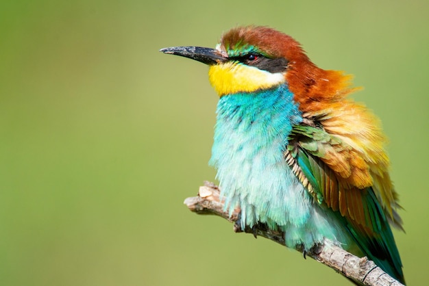 Uccelli colorati - Gruccione europeo (Merops apiaster) seduto su un bastone su un bellissimo sfondo.