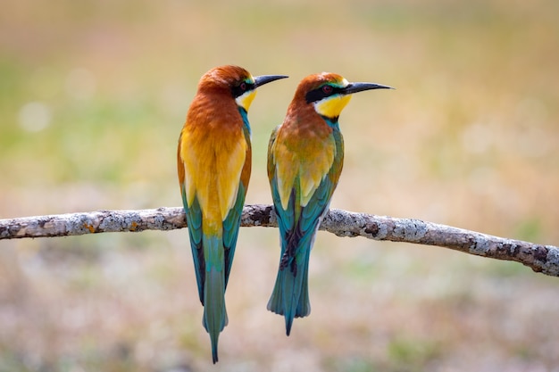 Uccelli colorati su un ramo