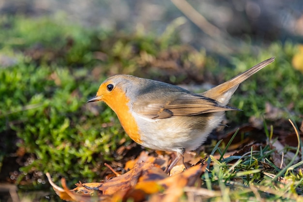 Uccelli da giardino Robin Erithacus rubecula allo stato selvatico