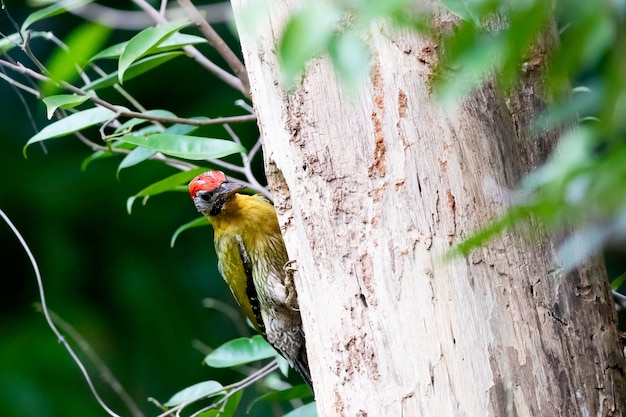 Uccelli dalla testa grigia del picchio su un albero