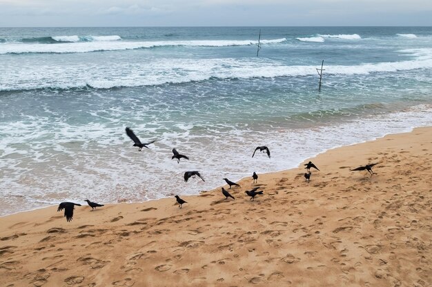 Uccelli del corvo alla ricerca di cibo sulla spiaggia vicino all'acqua a Kogala Sri Lanka