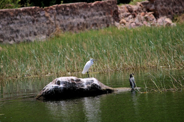 Uccelli del piccolo cormorano e dell'airone bianco maggiore che si siedono su una scogliera nel mezzo del lago Agastya