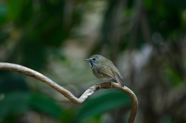 Uccelli del pigliamosche dalla bianca peste (monileger di Ficedula) in natura Tailandia