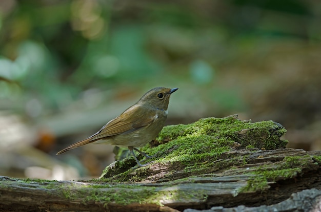 Uccelli del pigliamosche dalla bianca peste (monileger di Ficedula) in natura Tailandia