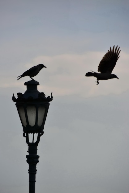 Uccelli e sagome di lampade