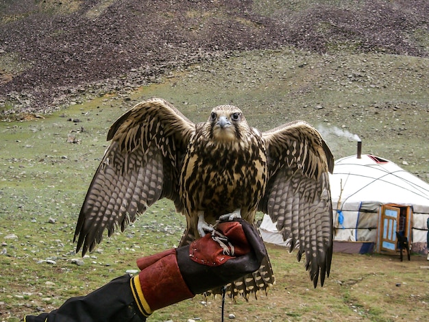 Uccelli falco mongolia