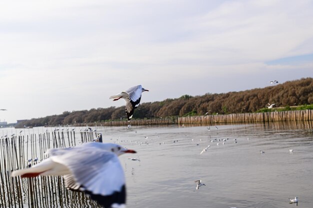 Uccelli, gabbiani, volo, alloggio, resort, Bang Pu, Samut Prakan, Thailandia