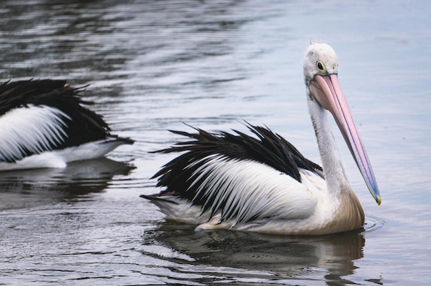 Uccelli in acqua