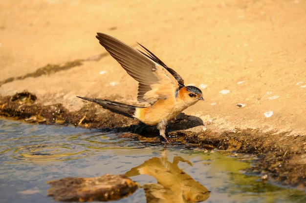 Uccelli in libertà e nel loro ambiente