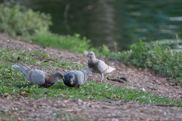 Uccelli in riva al lago