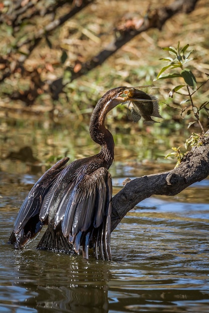 Uccelli in un lago