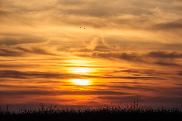 Uccelli in volo sullo sfondo del tramonto drammatico