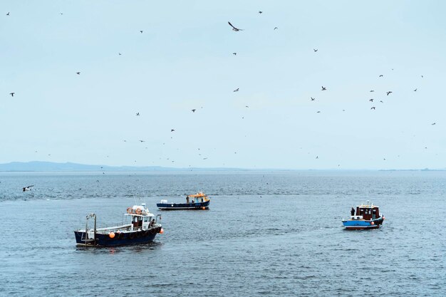 Uccelli marini che sorvolano barche da pesca in mare
