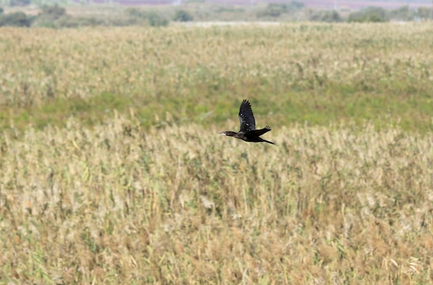 Uccelli migratori nella Riserva Naturale di Hula