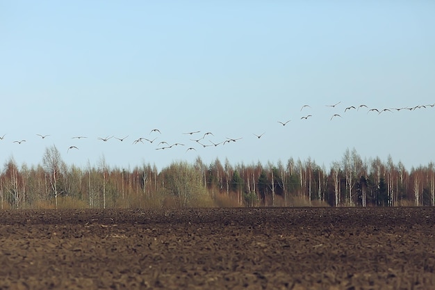 uccelli migratori stormo di oche nel campo, paesaggio migrazione stagionale di uccelli, caccia