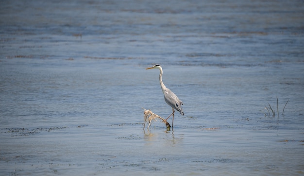 Uccelli nel delta del Danubio