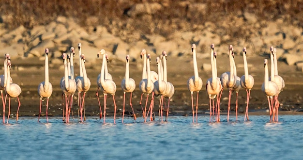 Uccelli nel lago