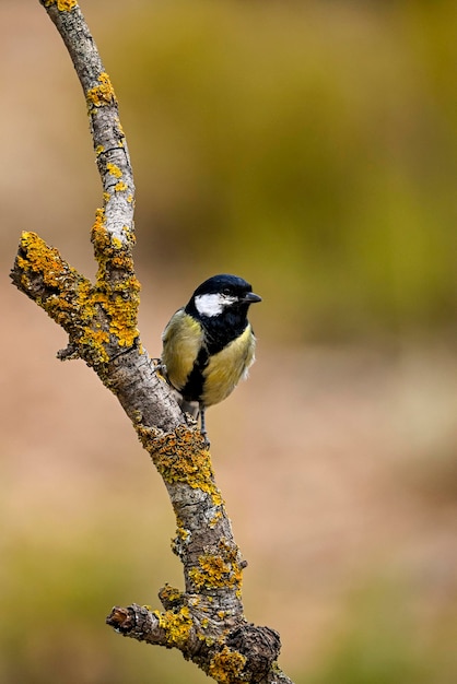 Uccelli nel loro ambiente naturale