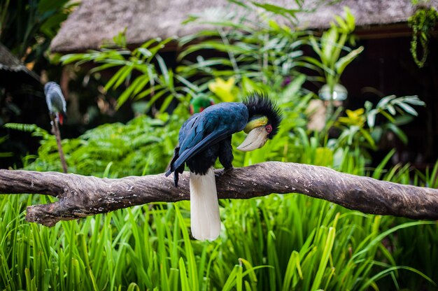 Uccelli nel museo Blanco, Bali