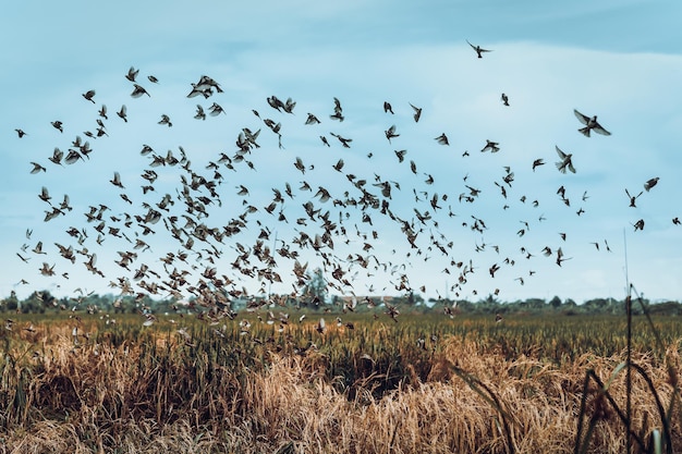 Uccelli passero che sorvolano il campo di riso.