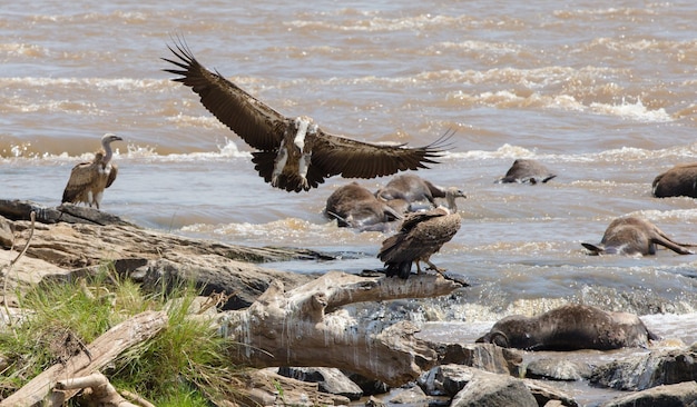 Uccelli predatori in volo Kenya Tanzania Safari Africa orientale