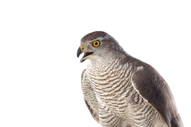 Uccelli rapaci Giovane astore settentrionale Accipiter gentilis Scenario della fauna selvatica