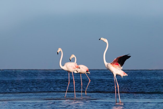 Uccelli selvaggi africani. Raggruppa uccelli di fenicotteri rosa africani che passeggiano per la laguna blu in una giornata di sole