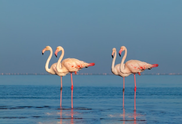 Uccelli selvaggi africani. Raggruppa uccelli di fenicotteri rosa africani che passeggiano per la laguna blu in una giornata di sole