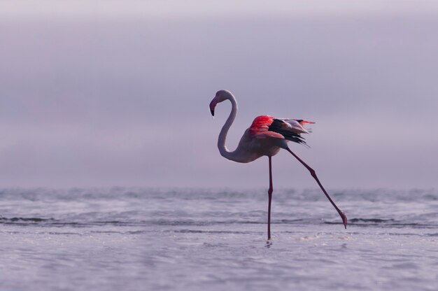 Uccelli selvaggi africani. Un uccello di fenicottero rosa africano che cammina per la laguna e cerca cibo. Namibia