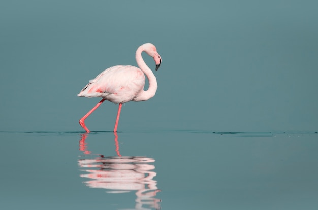 Uccelli selvaggi africani Un uccello di fenicottero rosa africano che cammina per la laguna e cerca cibo