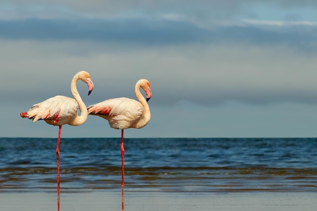Uccelli selvatici africani Due uccelli di fenicotteri rosa africani che camminano intorno alla laguna blu in una giornata di sole