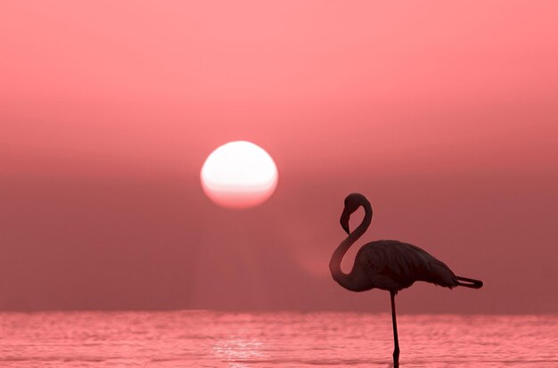 Uccelli selvatici africani Silhouette di un fenicottero solitario si trova in una laguna su uno sfondo di tramonto dorato e sole splendente