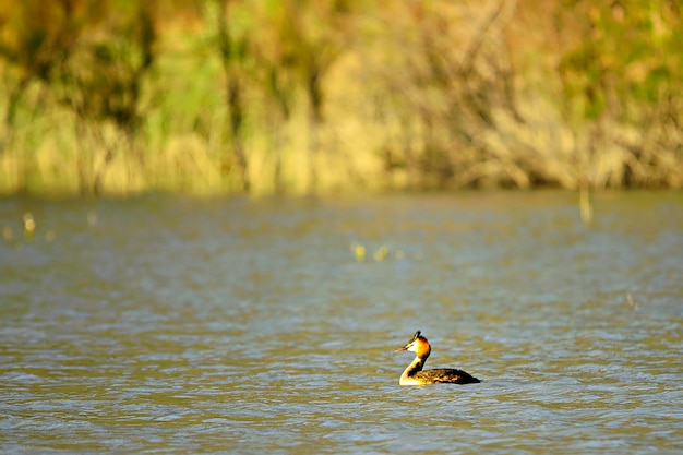 Uccelli selvatici nel loro ambiente naturale Uccelli in libertà