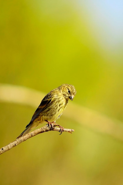 Uccelli selvatici nel loro ambiente naturale Uccelli in libertà